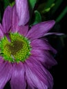 Single Purple China Aster