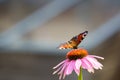 Single purple Coneflower with Peacock Butterfly Feeding on it. Royalty Free Stock Photo