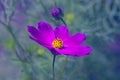 Single purple cosmos flower on a beautiful background . Flower purple shaded outdoors. Selective focus. Royalty Free Stock Photo