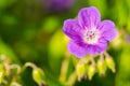 Single purple cranesbill