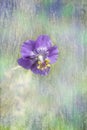 Single purple cranesbill with paint effect background