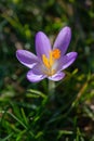 Single purple crocus flower at the end of winter Royalty Free Stock Photo