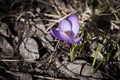 A single purple Crocus flower standing Royalty Free Stock Photo