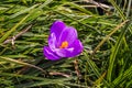 A single purple crocus flowers between green grass. View at magic blooming spring flowers crocus sativus Royalty Free Stock Photo