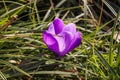 A single purple crocus flowers between green grass. View at magic blooming spring flowers crocus sativus Royalty Free Stock Photo