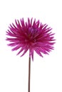 Single purple dalia flower