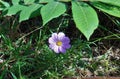 Lone Purple Cosmo under Tree Leaves