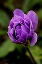 Single Purple Flower