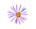 Single purple flower of Alpine aster isolated on white background. Aster alpines