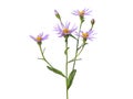 Single purple flower of Alpine aster isolated on white background. Aster alpines