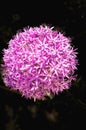 Single, purple, flower, in full bloom, outside of, our lady of Rheims cathedral, black background, Reim, Italy