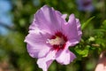 Enchanting Bloom: The Majestic Purple Hibiscus Syriacus Royalty Free Stock Photo