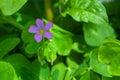 Single purple flower and out of focus green background Royalty Free Stock Photo