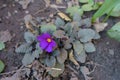 Single purple flower of Primula juliae Royalty Free Stock Photo