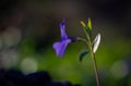 Single purple flower vinca minor macro low key nature backgrounds