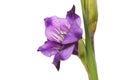 Single gladioli flower Royalty Free Stock Photo