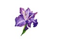 Single purple Gladiolus flower in watercolor on white background