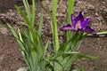 A single purple iris flower blooming in spring, Sofia Royalty Free Stock Photo