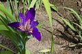 A single purple iris flower blooming in spring, Sofia, Bulgaria Royalty Free Stock Photo