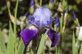 A single purple iris flower blooming in springtime, Teteven town Royalty Free Stock Photo
