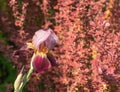 Single purple iris flower on a blurred background of barberry foliage close-up Royalty Free Stock Photo