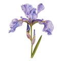 A Single Purple Iris Flower with Buds and Stem Royalty Free Stock Photo