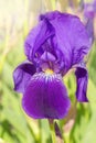 Single purple iris flower on green background on a sunny day Royalty Free Stock Photo