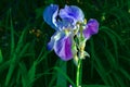 Single purple iris flower close-up Royalty Free Stock Photo