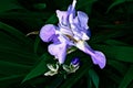 Single purple iris flower close-up Royalty Free Stock Photo