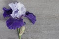 Single purple iris flower on wooden background Royalty Free Stock Photo