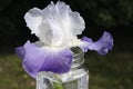 Single purple iris in glass jar outside Royalty Free Stock Photo