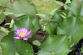 Purple lotus, lilly water flower with green leaves in pond