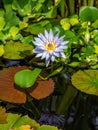 Purple lotus flower on pond Royalty Free Stock Photo