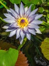 Purple lotus flower on pond Royalty Free Stock Photo