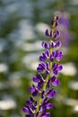 Single Purple Lupin