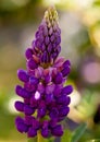 Single Purple Lupin