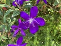 Purple Melastoma Candidum Flower