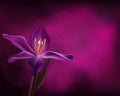 Single purple orchid as background design