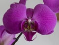 Single Purple Orchid Flower