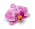 Single purple orchid flower isolated on white Royalty Free Stock Photo