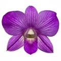 Single purple orchid isolate
