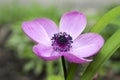 Single purple ornamental anemone coronaria de caen in bloom