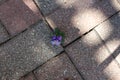 A single purple pansy growing between bricks on a patio
