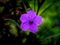 Single Purple Relic Tuberosa Flower Blooming Royalty Free Stock Photo