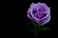 Blooming single purple rose