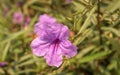 Single of purple ruellias flower Royalty Free Stock Photo