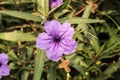 Single purple ruellias flower Royalty Free Stock Photo