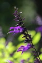 Single Purple Salvia Amistad Flower Royalty Free Stock Photo