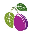 Single purple simple vector plum with green leaves, ripe sweet f Royalty Free Stock Photo