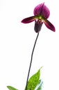 close-up of a single purple lady slipper orchid Royalty Free Stock Photo